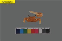 藏品(糾結南方招潮蟹)的圖片